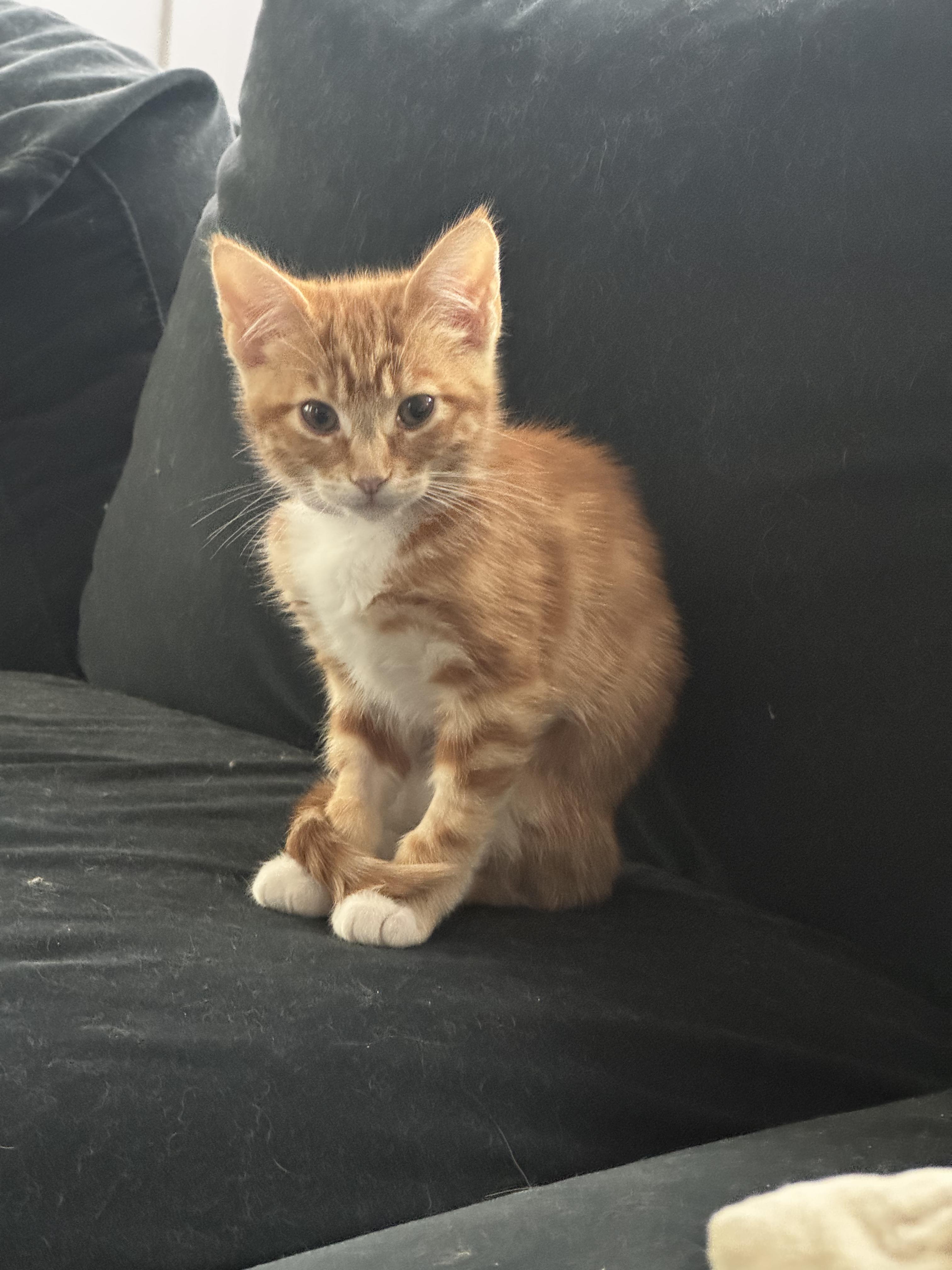 Hera- Soft Spoken Orange Girl, a Adoptable mixed breed in Fountain Valley, CA image 2/5