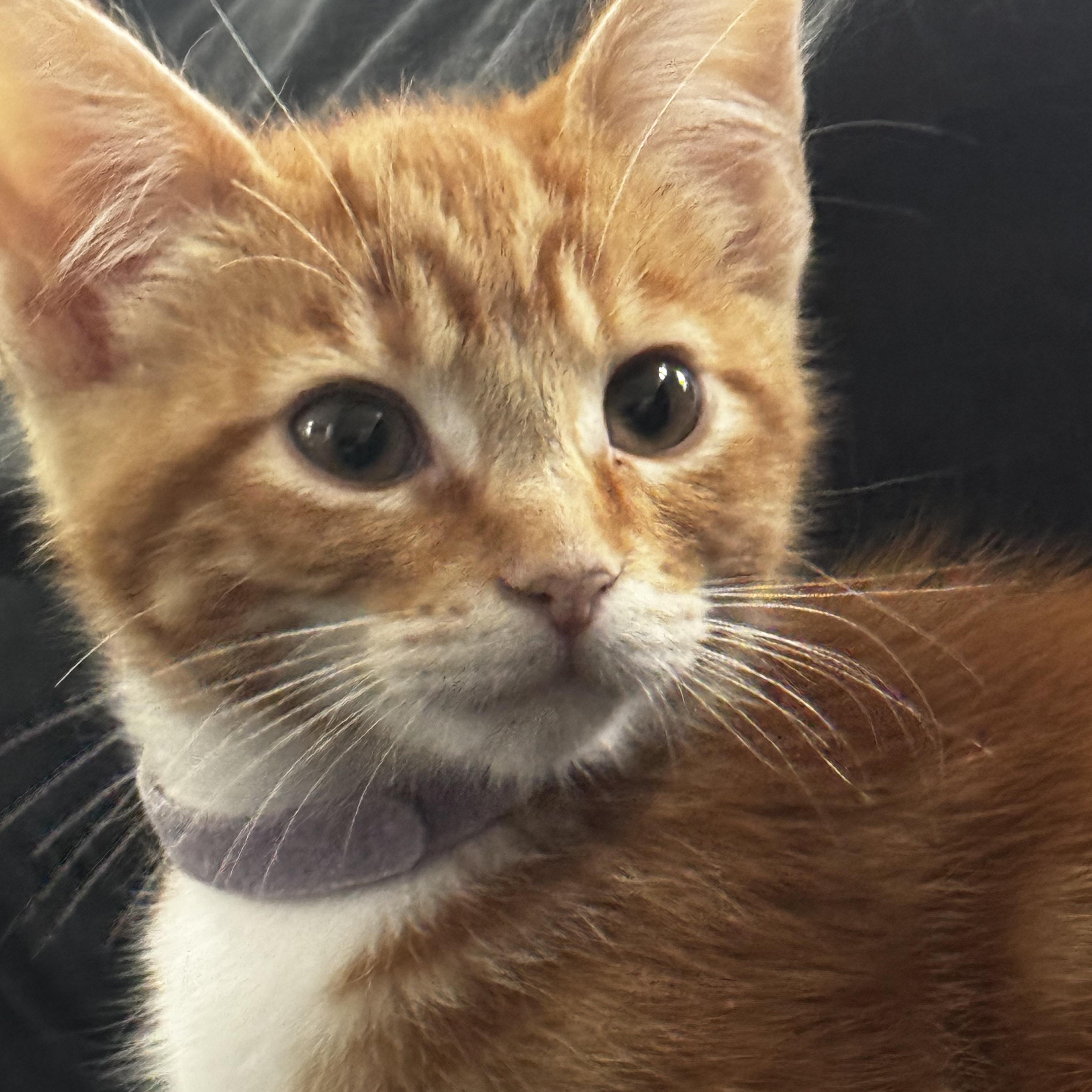Hera- Soft Spoken Orange Girl, a Adoptable mixed breed in Fountain Valley, CA image 1/5