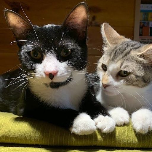 Licorice, a Adoptable mixed breed in Hawley, PA image 6/6