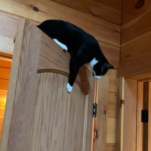 Licorice, a Adoptable mixed breed in Hawley, PA image 4/6