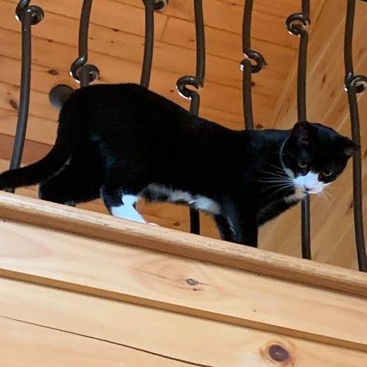 Licorice, a Adoptable mixed breed in Hawley, PA image 5/6