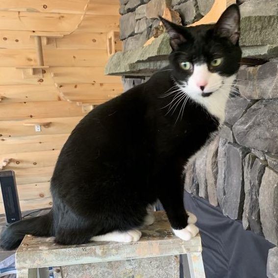 Licorice, Adoptable, Young Male Domestic Short Hair & Tuxedo.