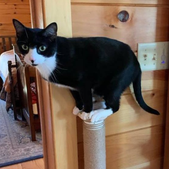 Licorice, a Adoptable mixed breed in Hawley, PA image 2/6