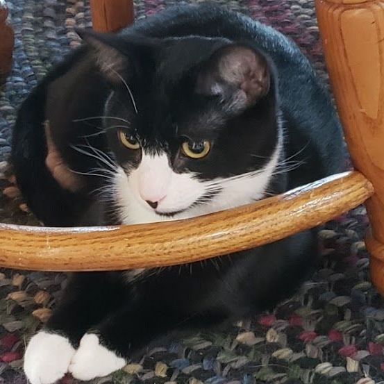 Licorice, a Adoptable mixed breed in Hawley, PA image 3/6