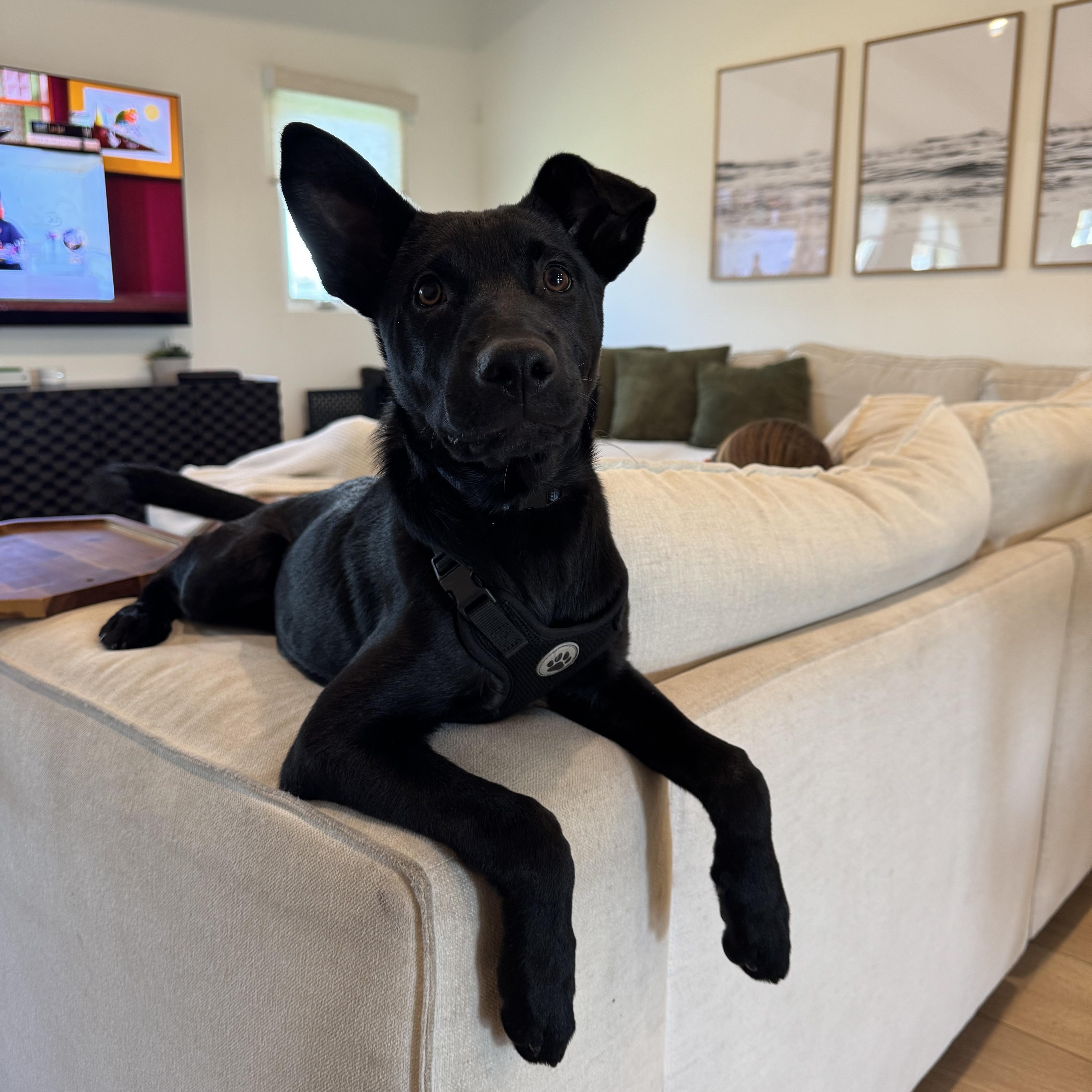 Enlarge Ganzito , a Adoptable mixed breed in San Diego, CA image 2/5