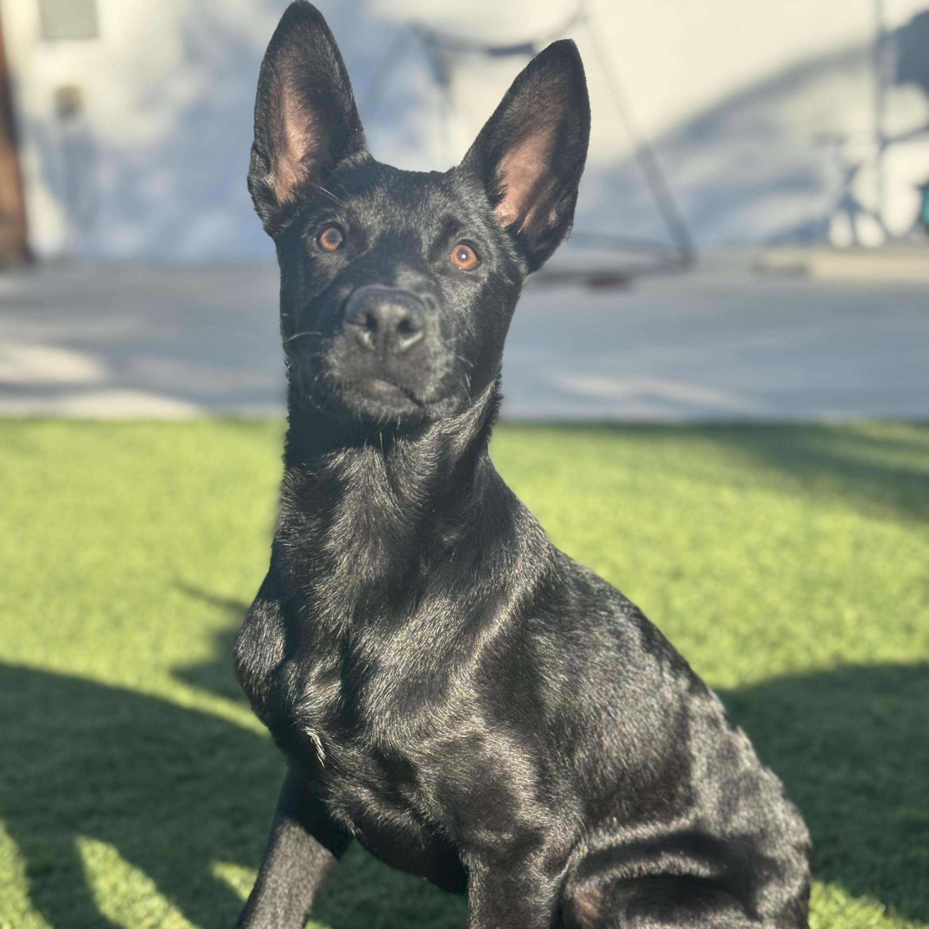 Ganzito , Adoptable, Puppy Male Labrador Retriever.