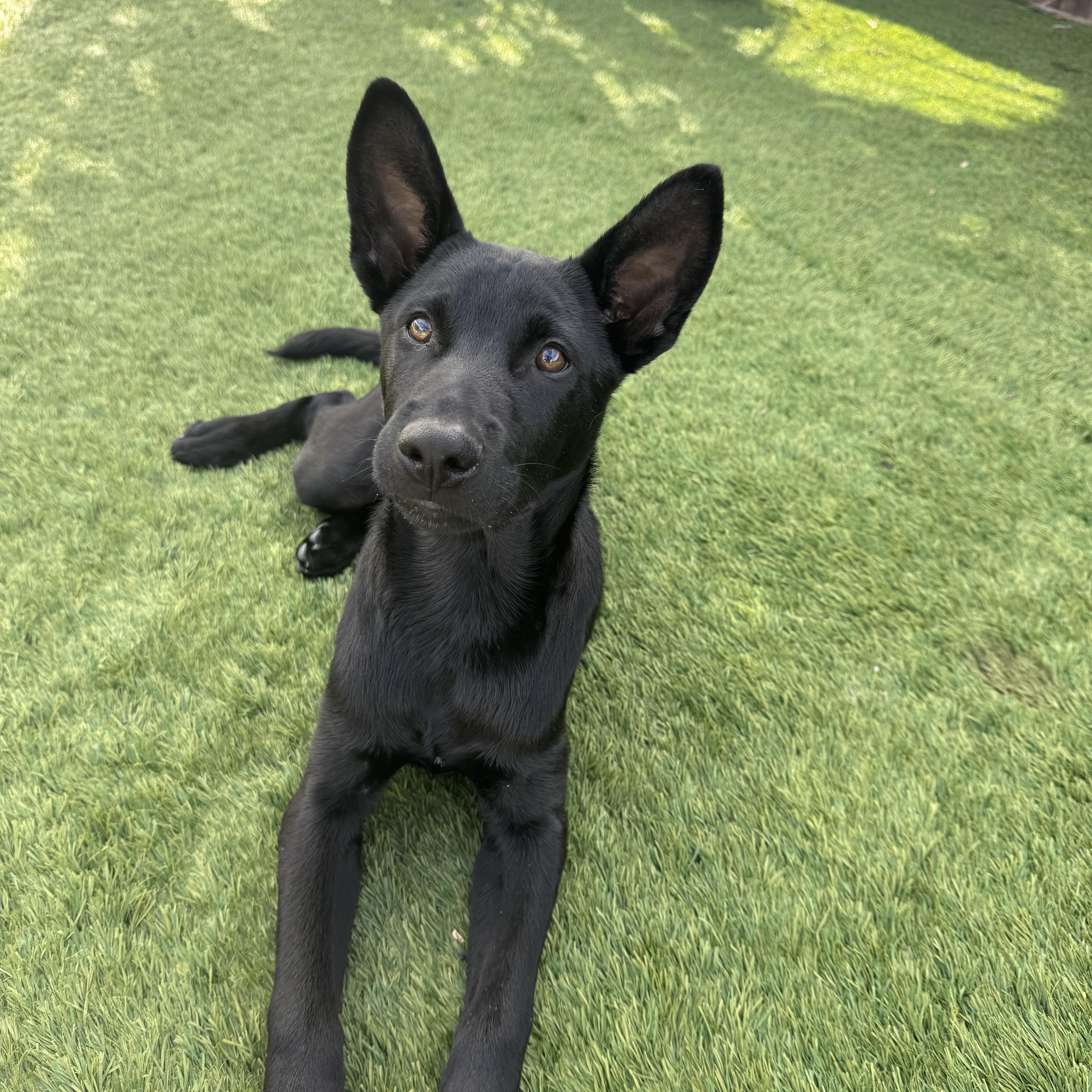 Enlarge Ganzito , a Adoptable mixed breed in San Diego, CA image 4/5