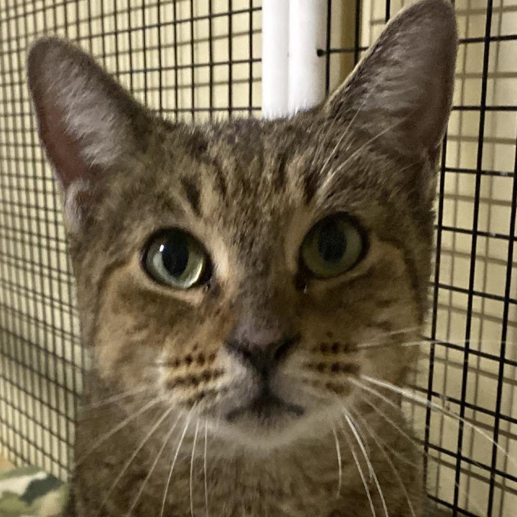 Connie, Adoptable, Young Female Domestic Short Hair.