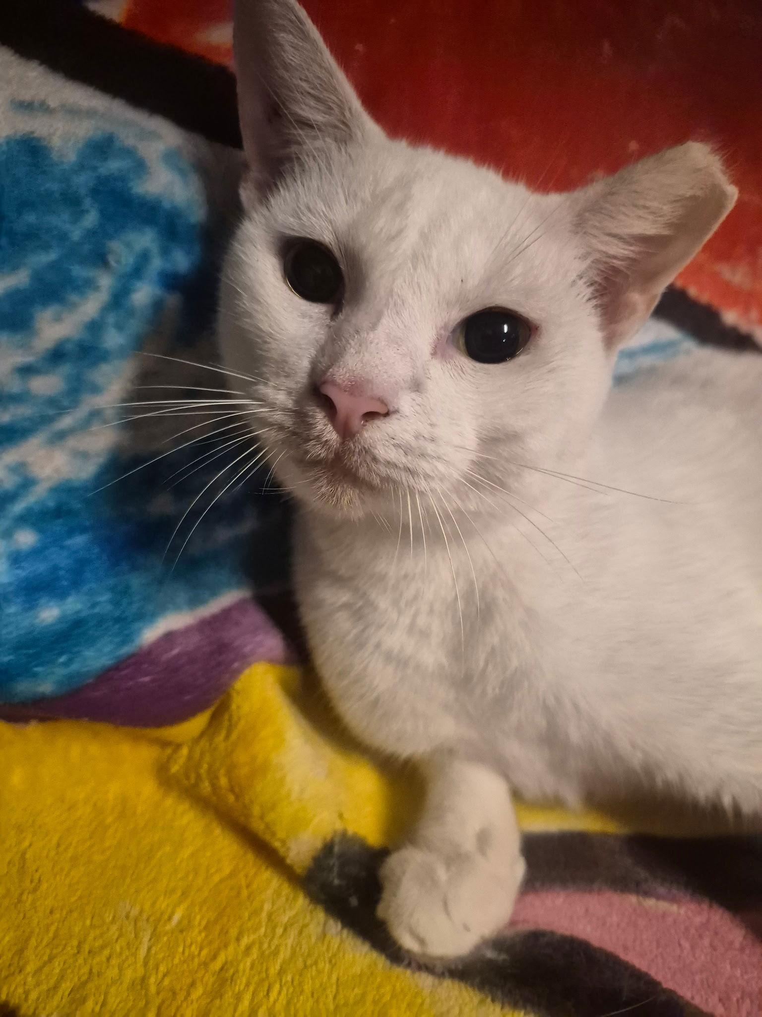 Trailwood, Adoptable, Adult Female Domestic Short Hair.