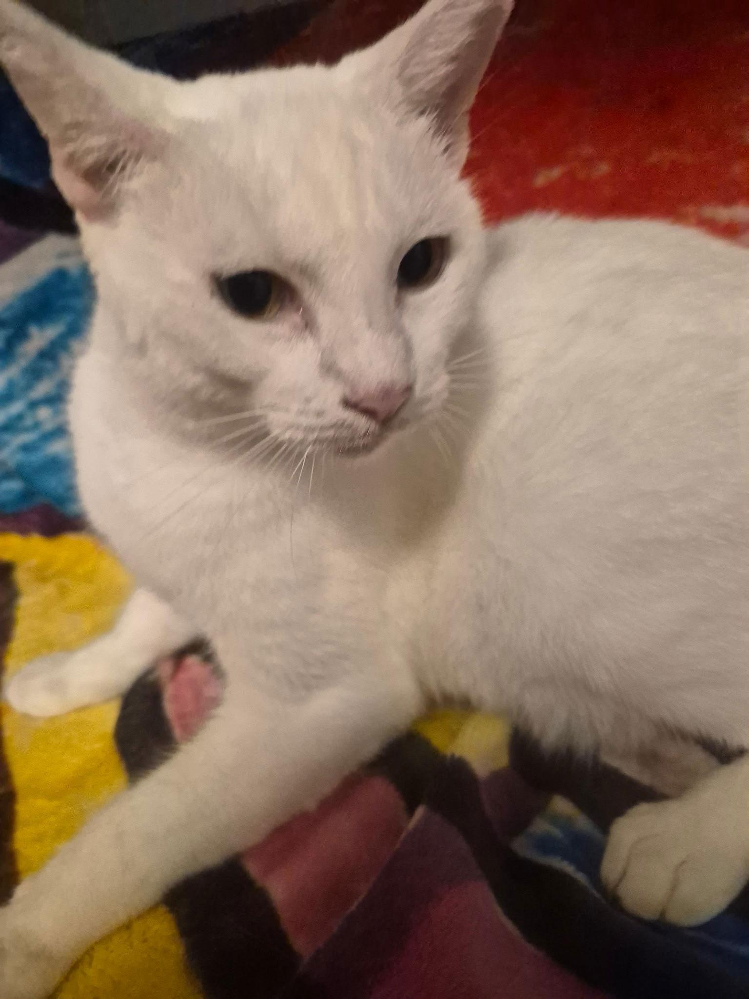 Enlarge Trailwood, a Adoptable Domestic Short Hair in Oviedo, FL image 2/2