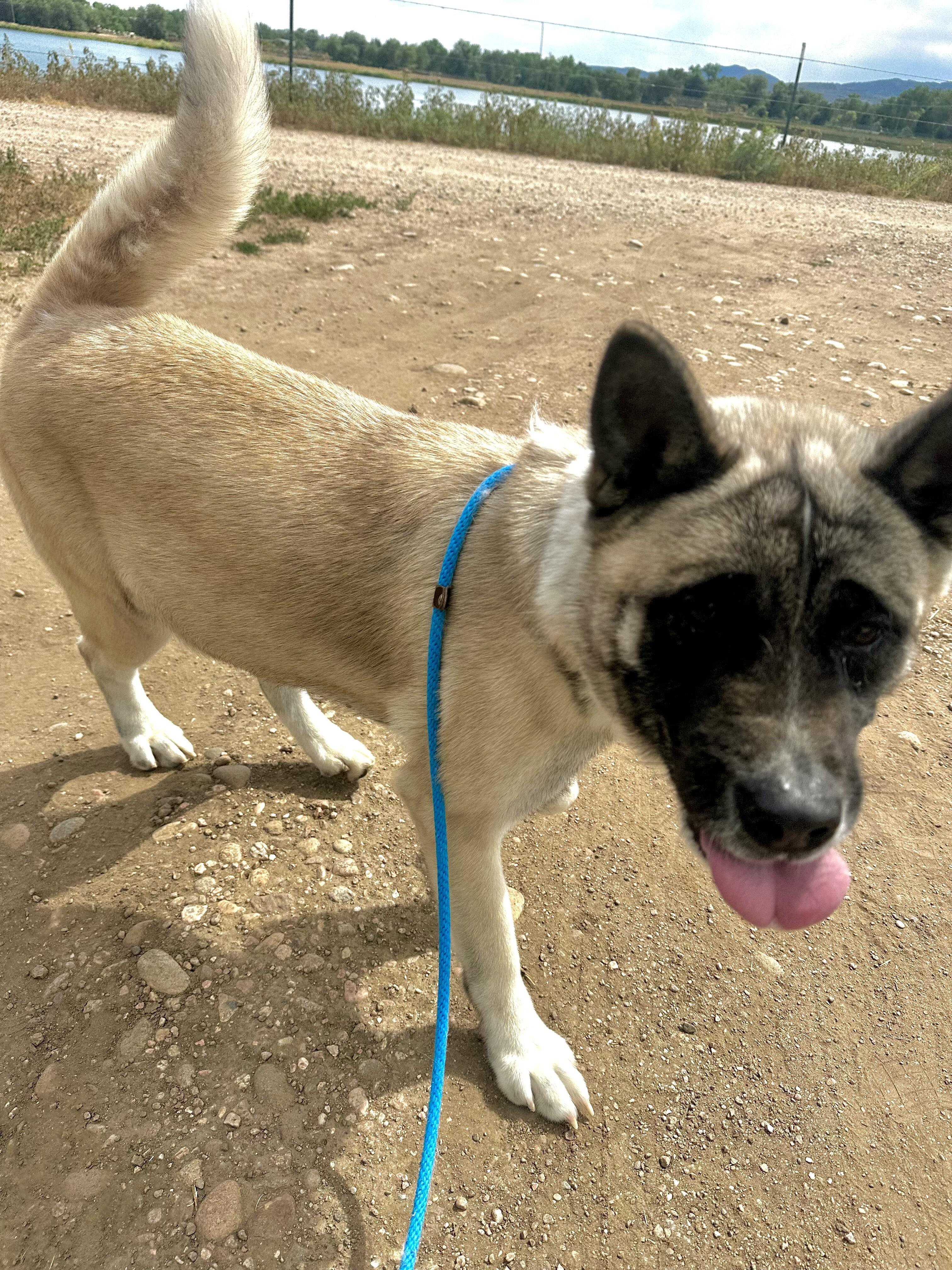 Astrid, a Adoptable mixed breed in Westminster, CO image 2/6