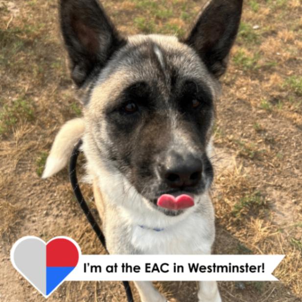 Astrid, Adoptable, Adult Female Akita & Mixed Breed.