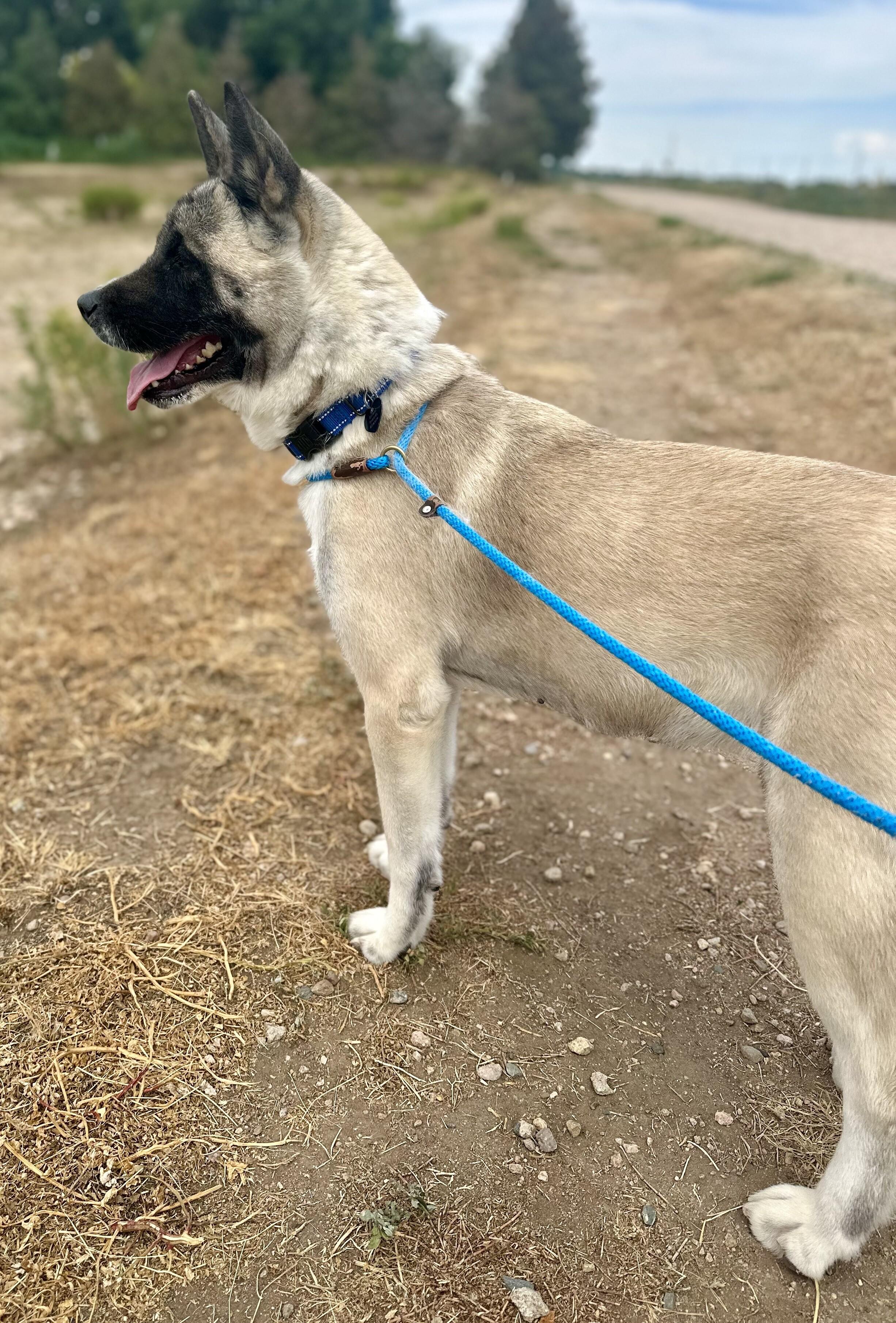 Astrid, a Adoptable mixed breed in Westminster, CO image 5/6