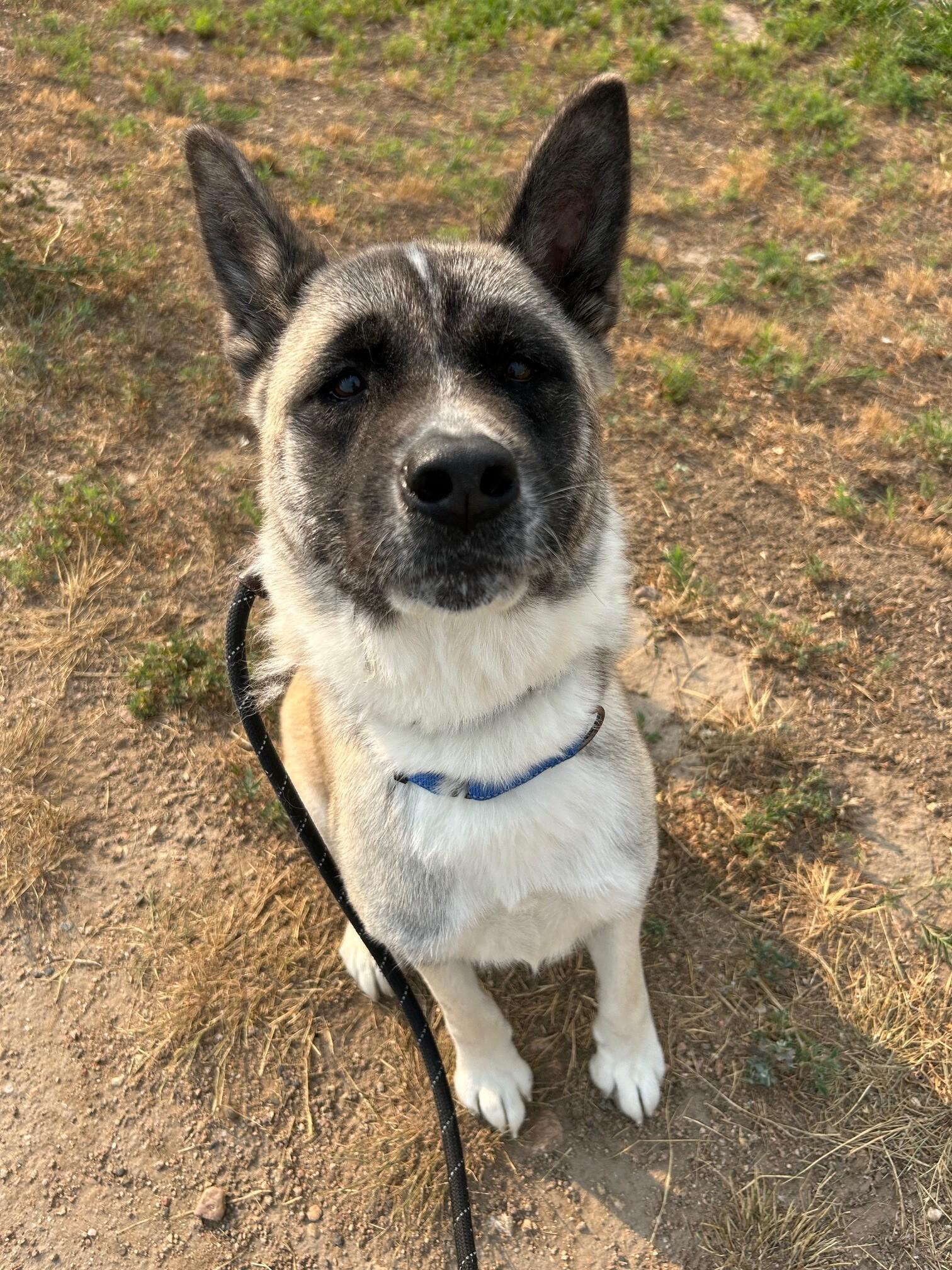 Astrid, a Adoptable mixed breed in Westminster, CO image 6/6
