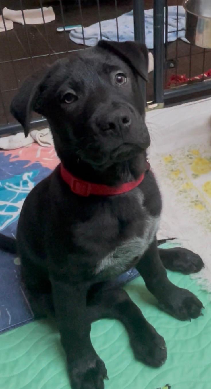 Enlarge MUSHU , a Adoptable mixed breed in Danbury, CT image 3/6