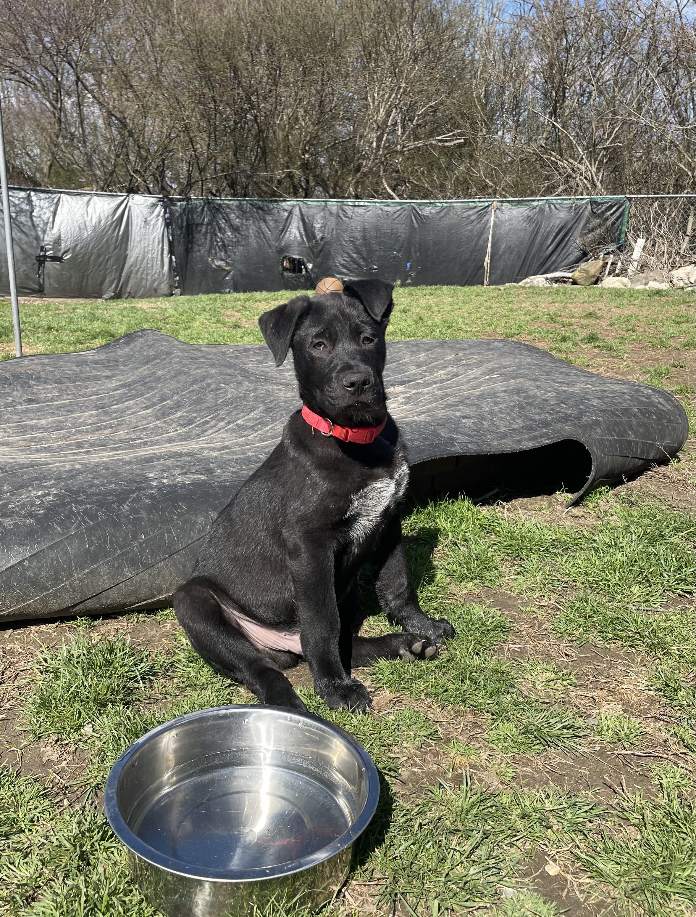 Enlarge MUSHU , a Adoptable mixed breed in Danbury, CT image 1/6