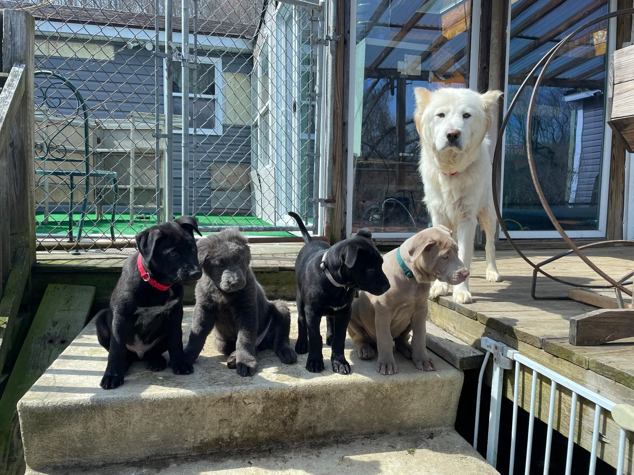 Enlarge MUSHU , a Adoptable mixed breed in Danbury, CT image 4/6