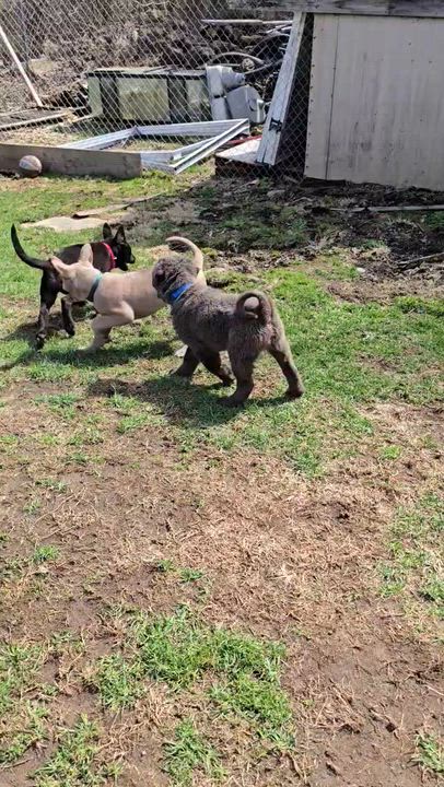 Enlarge MUSHU , a Adoptable mixed breed in Danbury, CT video 5/6