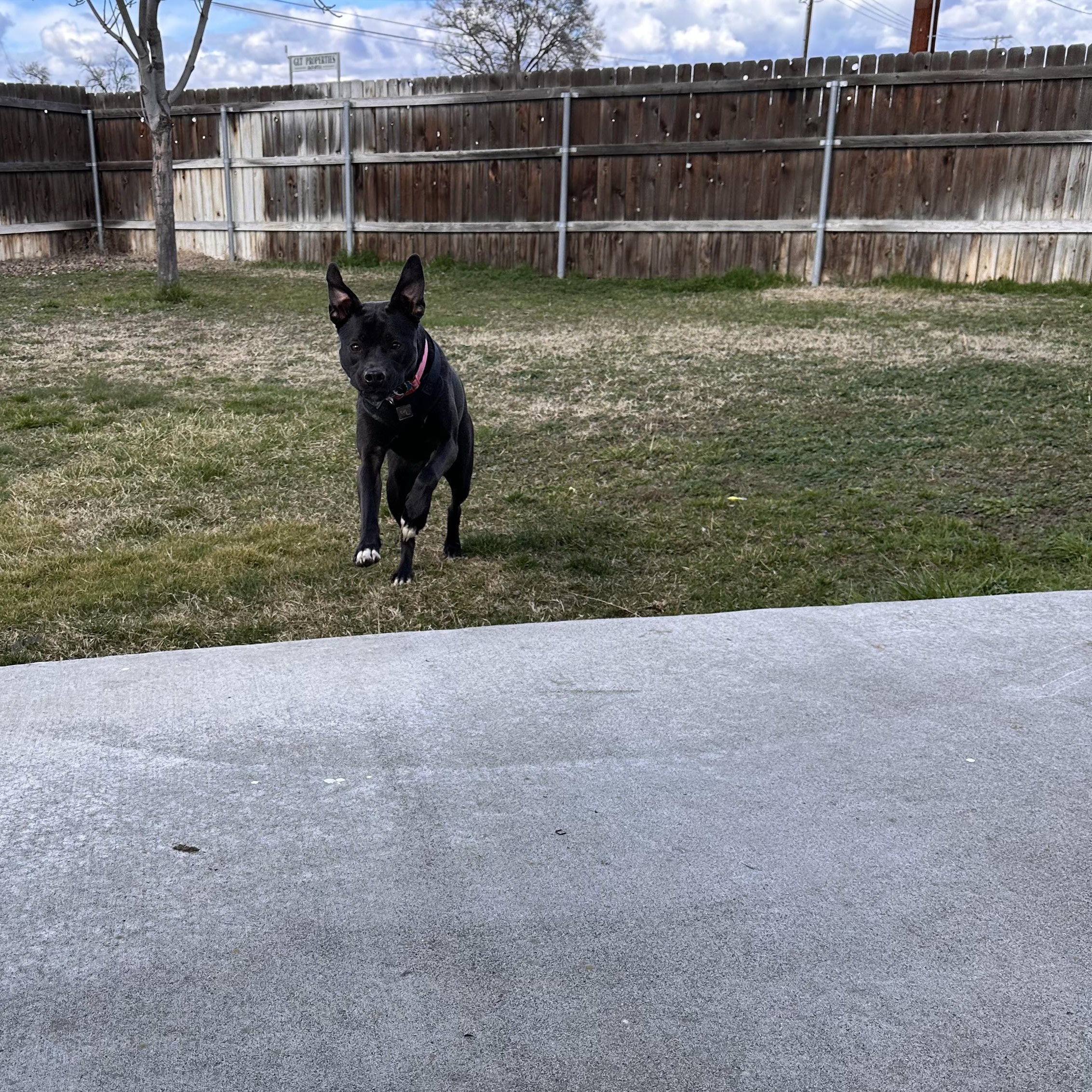 Enlarge Athena , a ADOPTABLE mixed breed in Hermiston, OR image 4/5