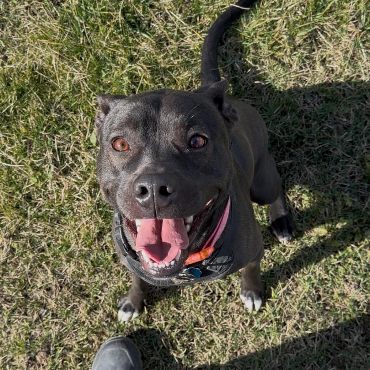 Enlarge Athena , a ADOPTABLE mixed breed in Hermiston, OR image 1/5