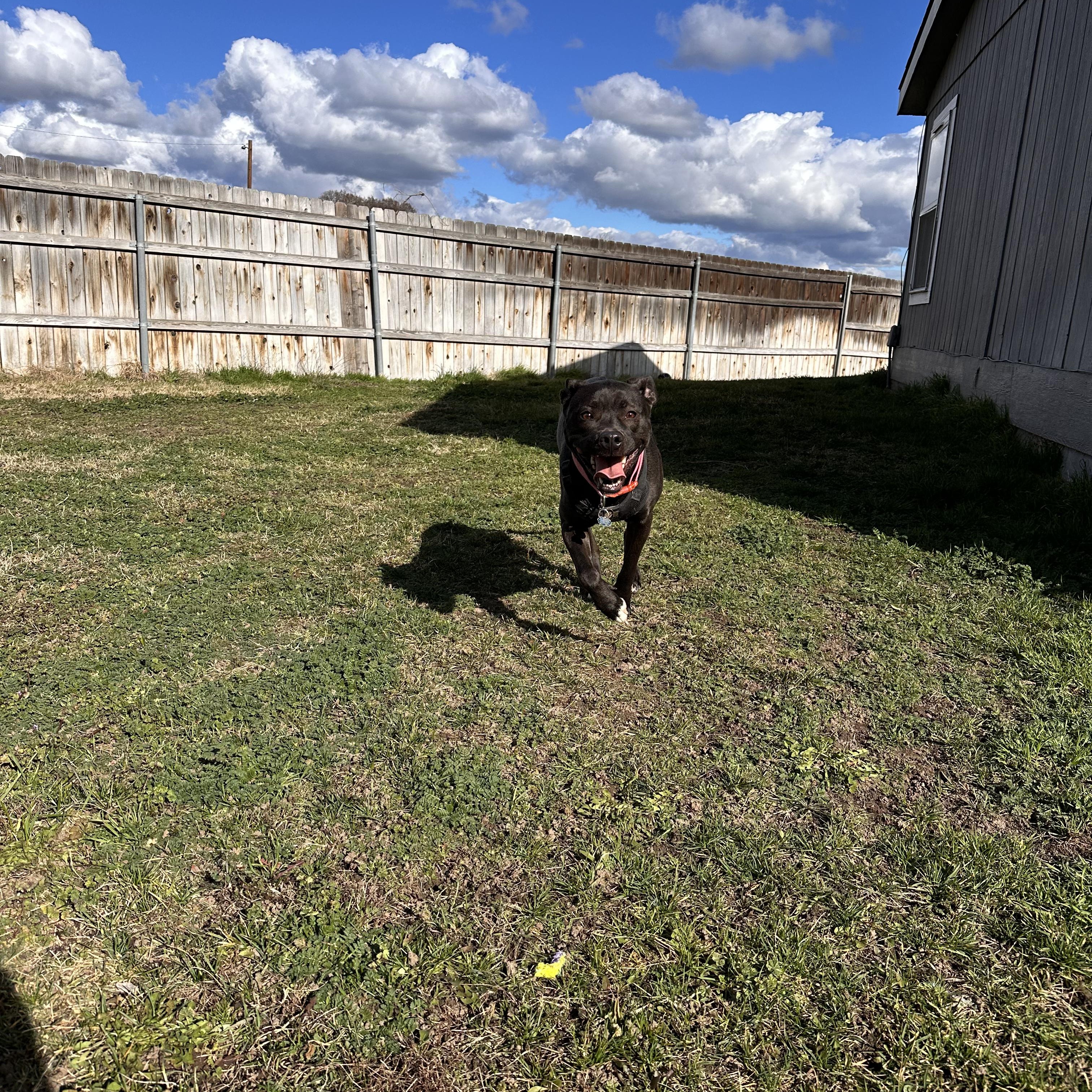 Enlarge Athena , a ADOPTABLE mixed breed in Hermiston, OR image 3/5