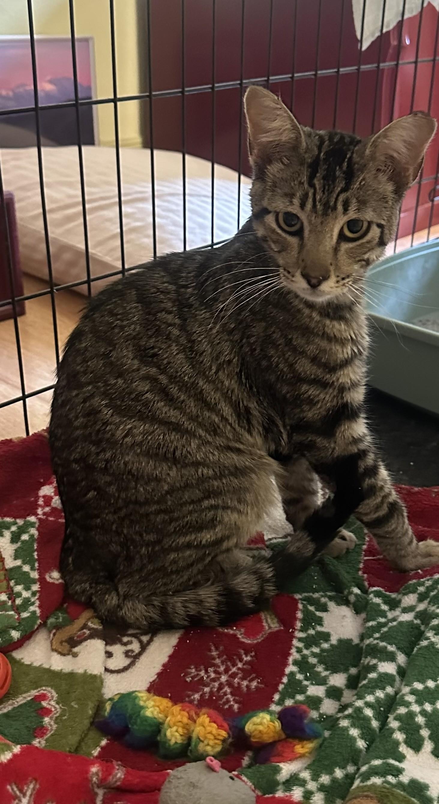 Enlarge Matty, a Adoptable mixed breed in Evergreen, CO image 1/1