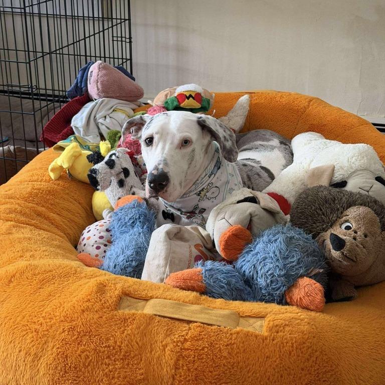 Enlarge Lilly, an adopted Great Dane in Medford, NY image 5/6