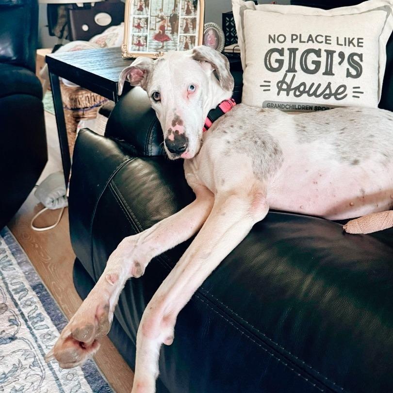 Enlarge Lilly, an adopted Great Dane in Medford, NY image 3/6