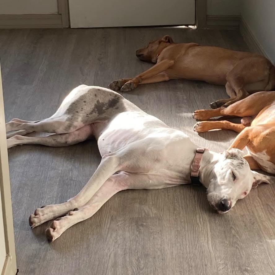 Enlarge Lilly, an adopted Great Dane in Medford, NY image 4/6