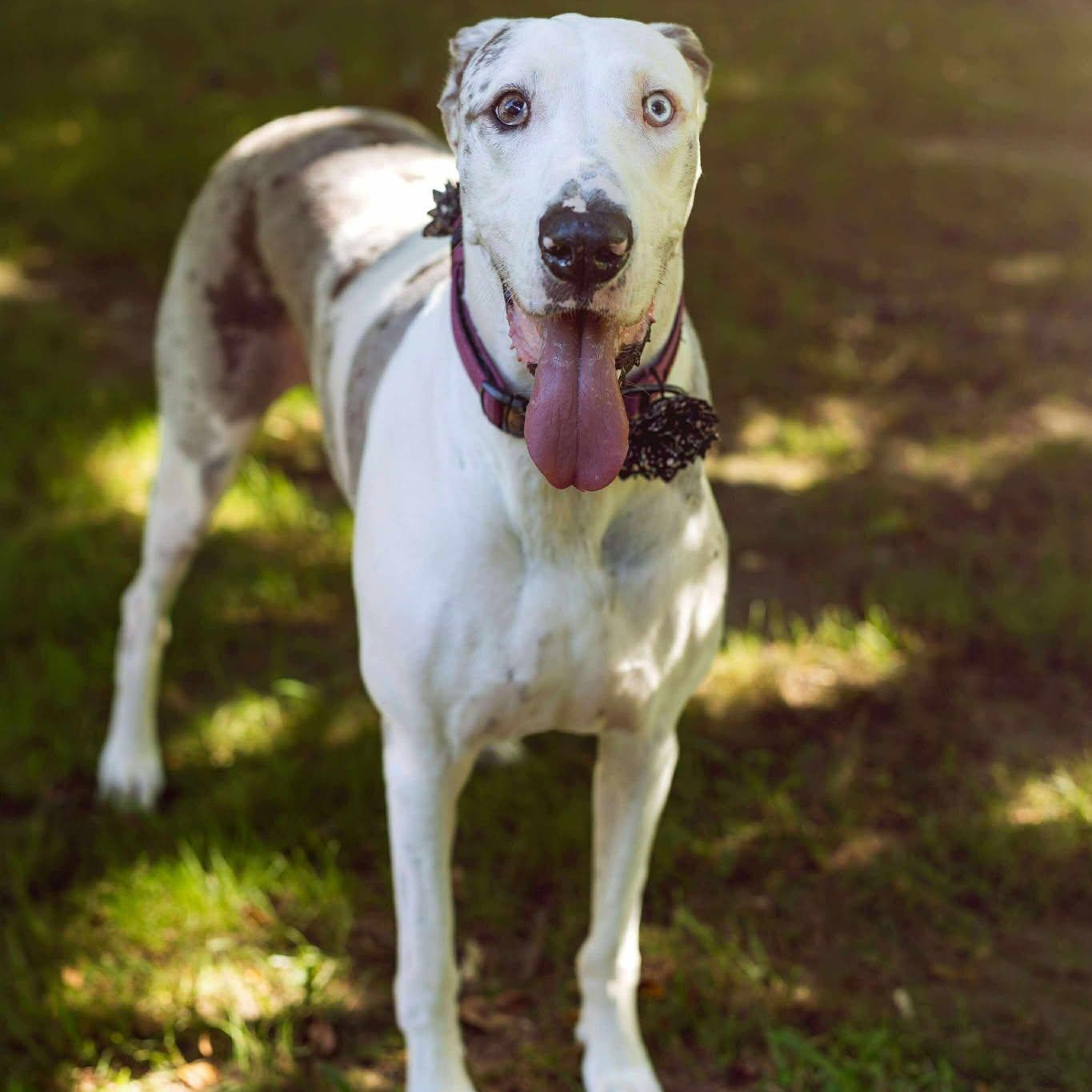Enlarge Lilly, an adopted Great Dane in Medford, NY image 6/6