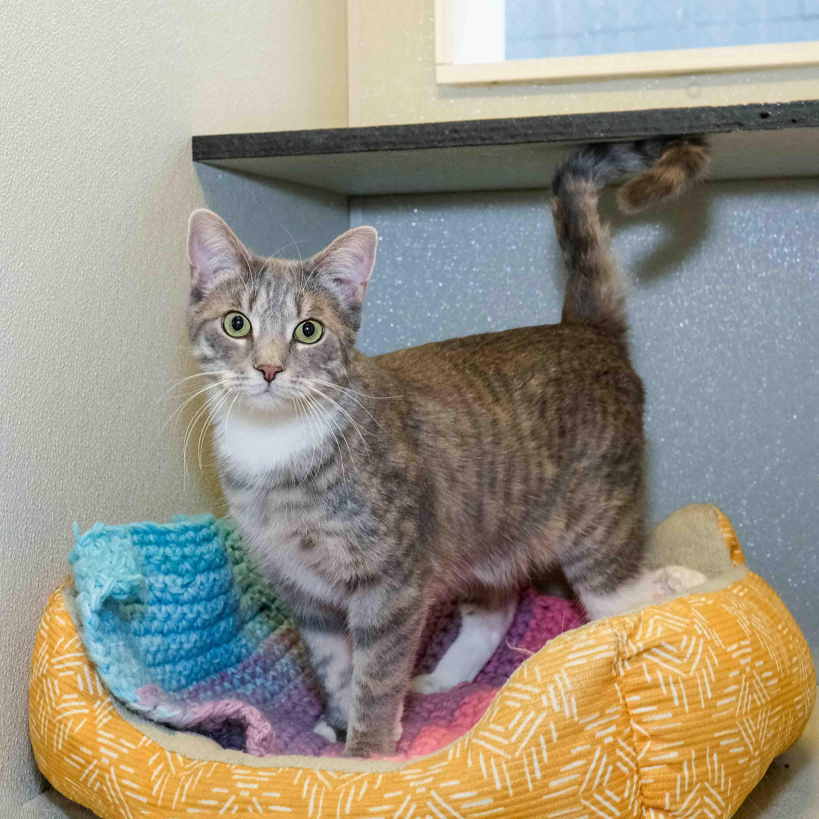 Enlarge Peekaboo, a Adoptable Domestic Short Hair in Stamford, CT image 2/4