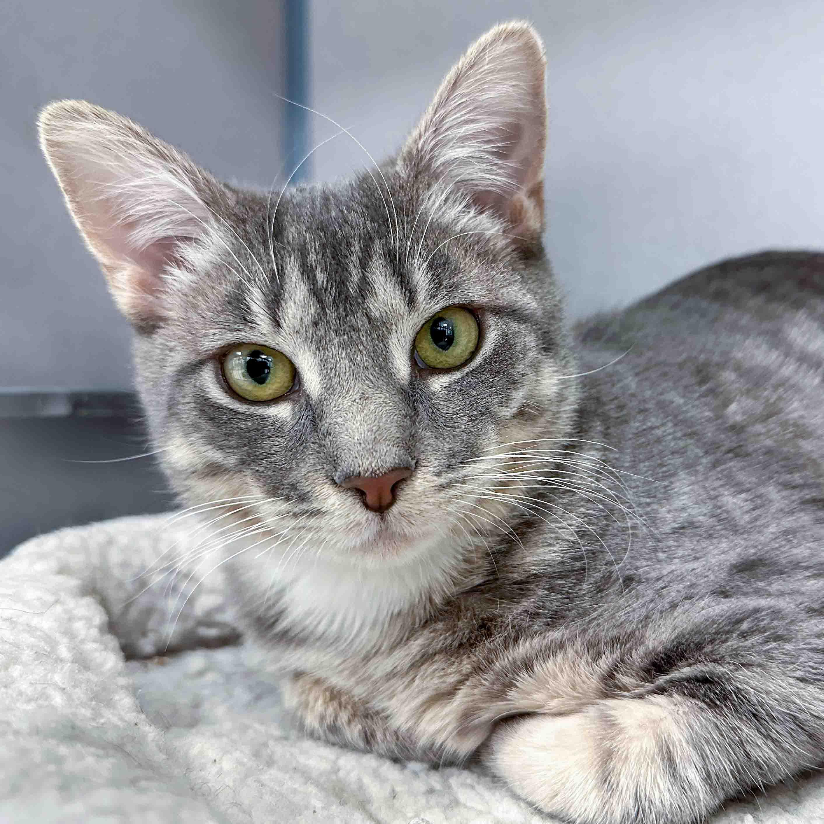 Enlarge Peekaboo, a Adoptable Domestic Short Hair in Stamford, CT image 3/4