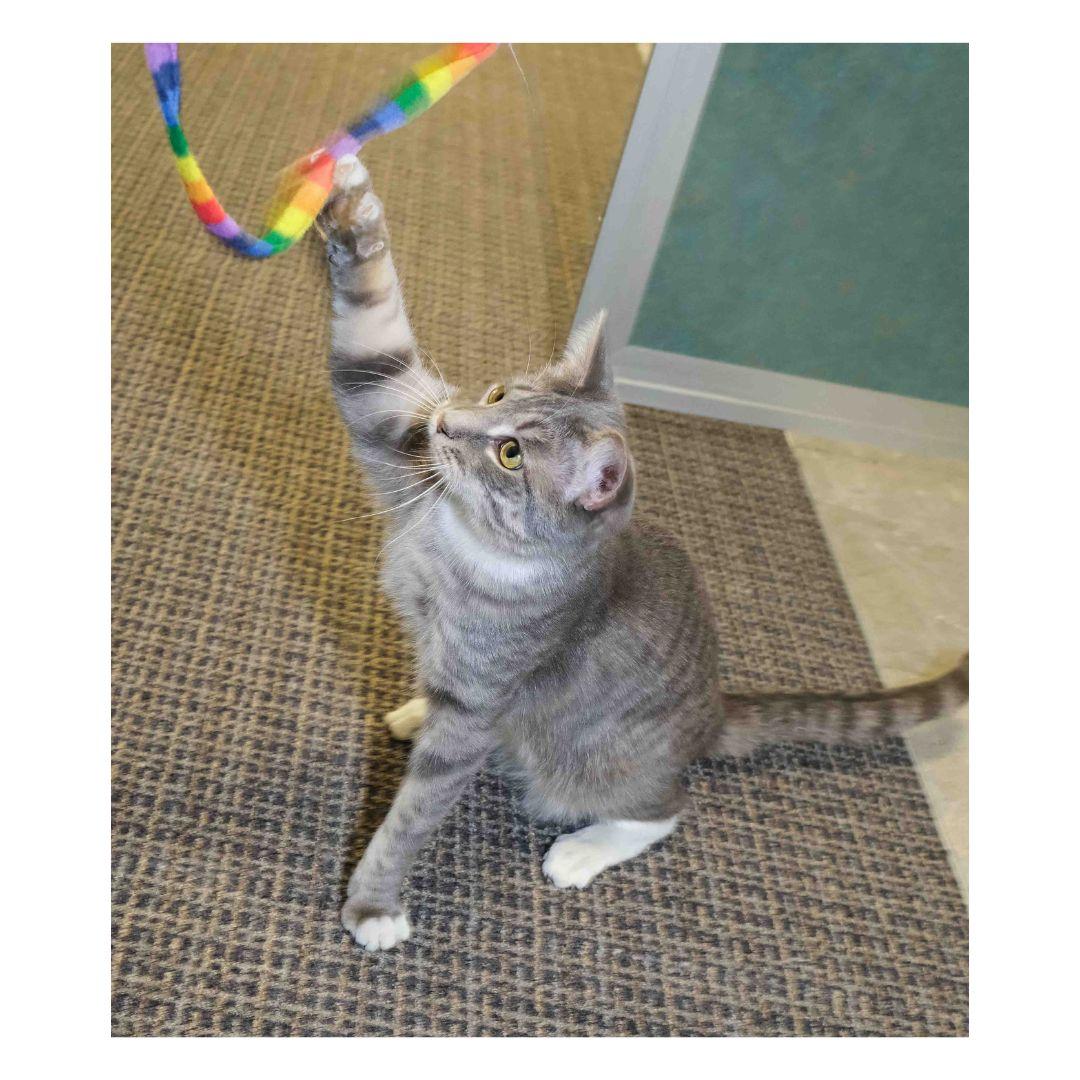 Enlarge Peekaboo, a Adoptable Domestic Short Hair in Stamford, CT image 4/4