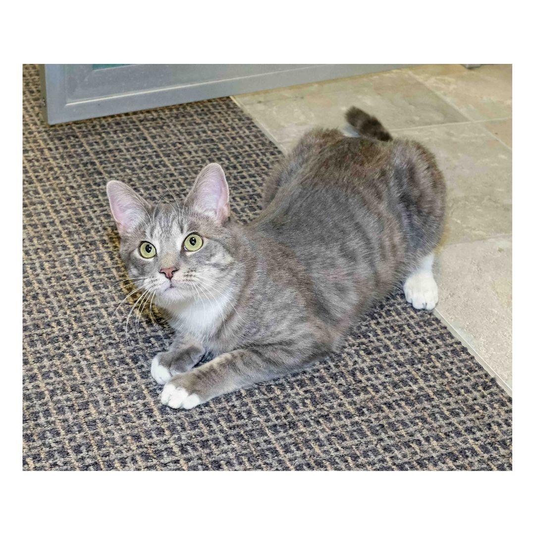 Peekaboo, Adoptable, Young Female Domestic Short Hair.