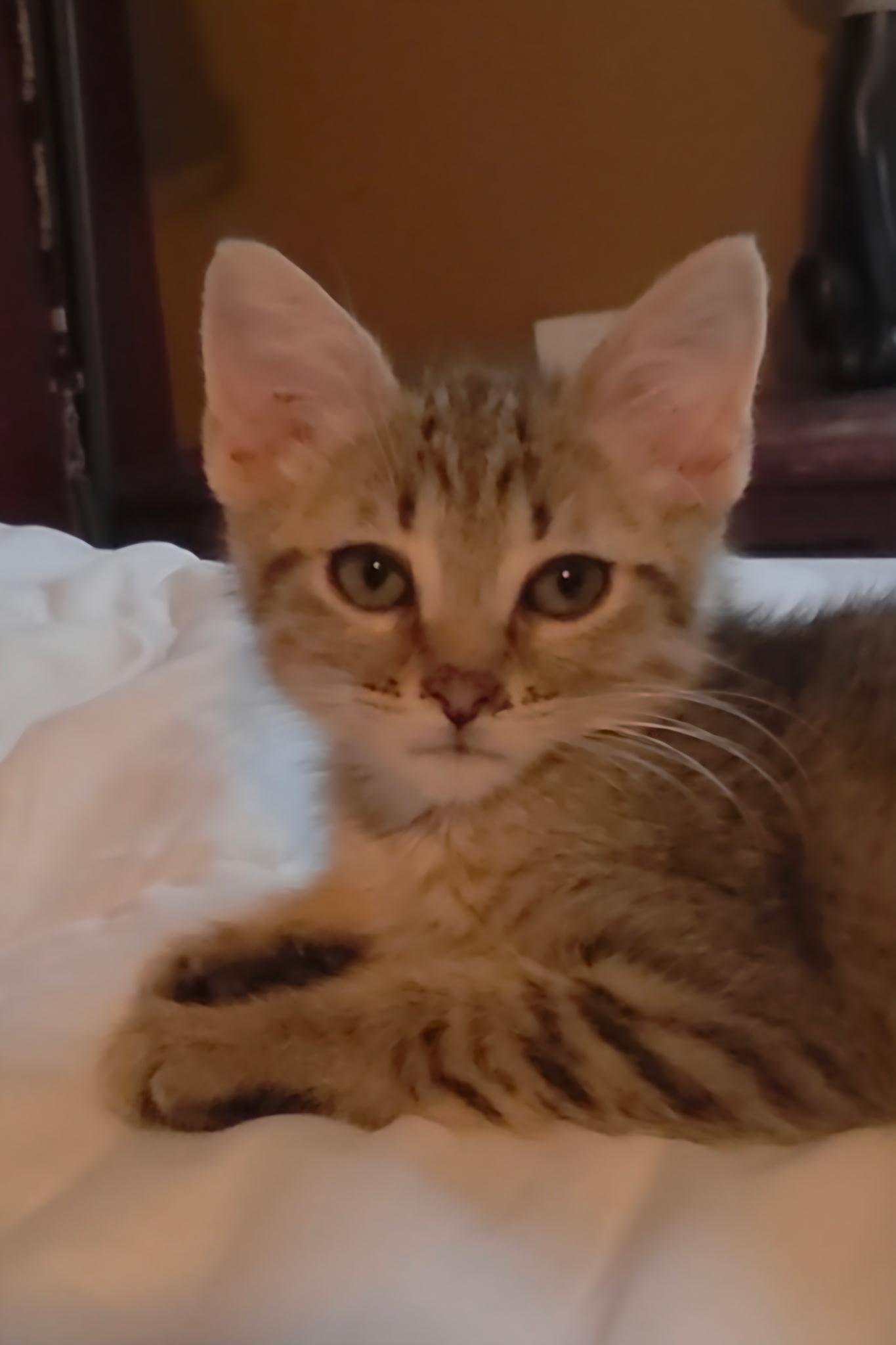Micah, adopted, Kitten Male Domestic Short Hair.