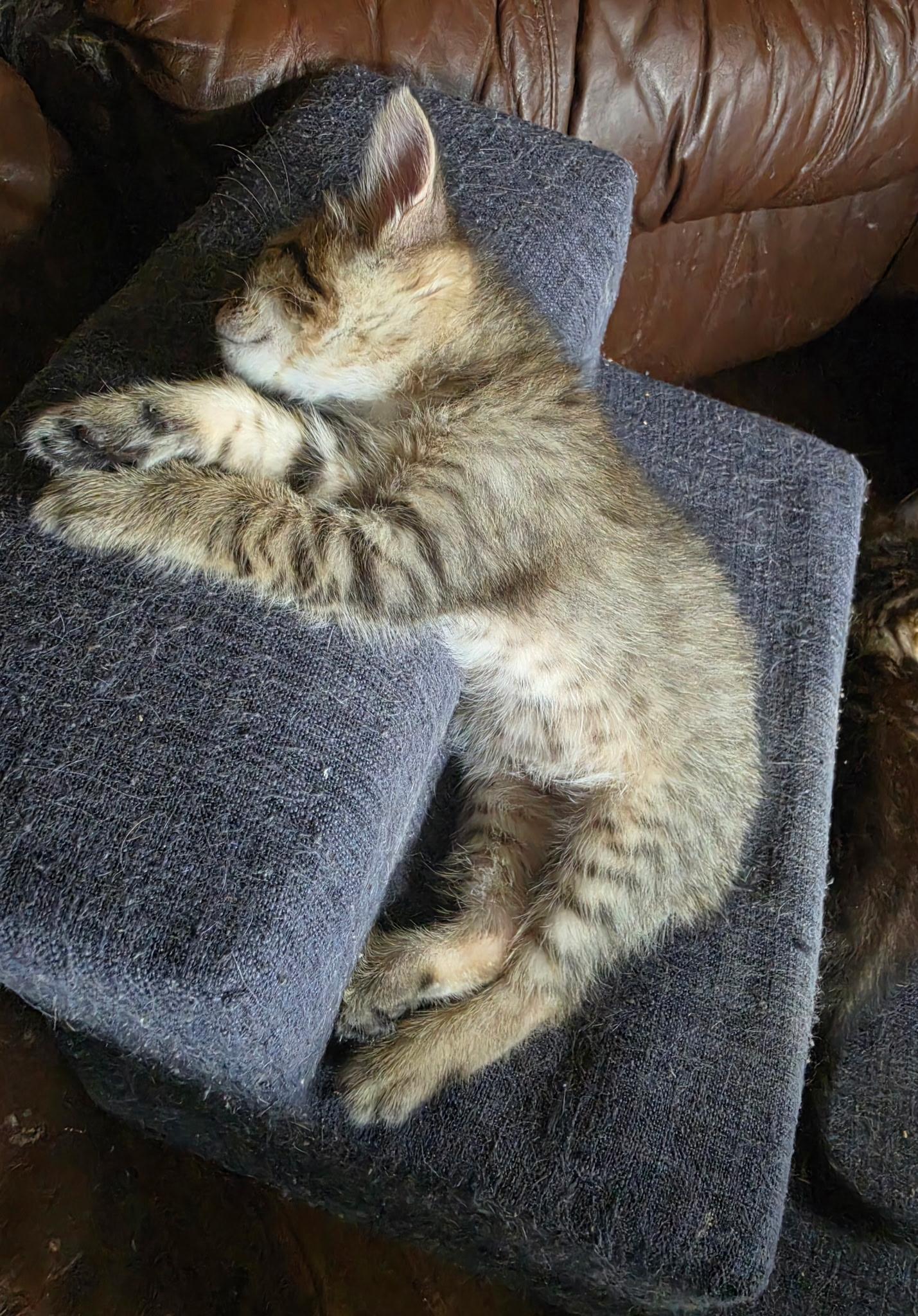 Micah, an adopted Domestic Short Hair in Indianapolis, IN image 2/4