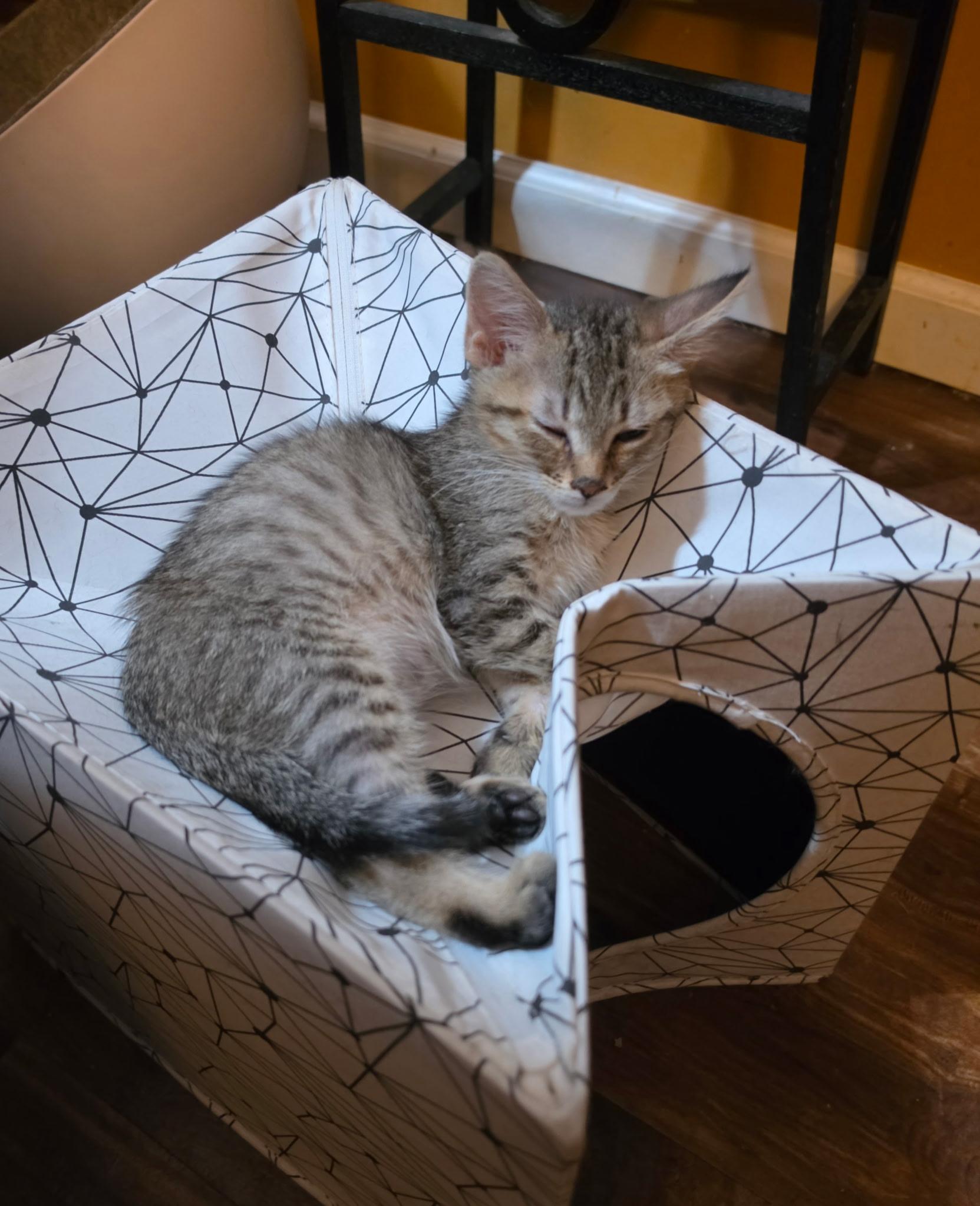Micah, an adopted Domestic Short Hair in Indianapolis, IN image 3/4