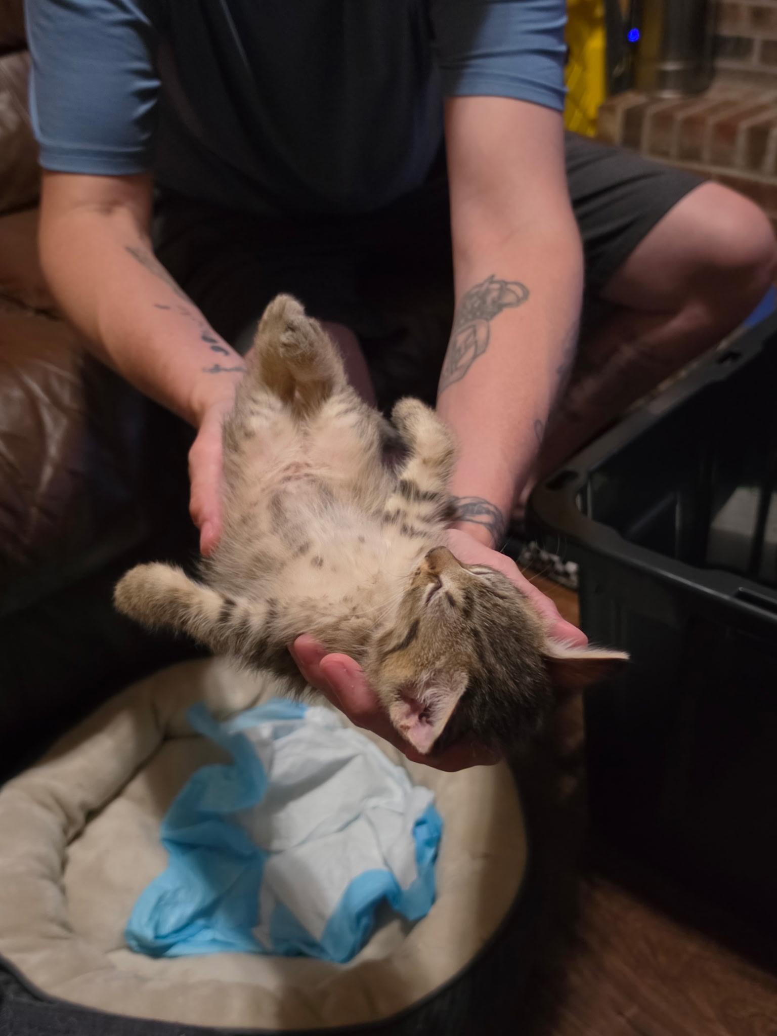 Micah, an adopted Domestic Short Hair in Indianapolis, IN image 4/4