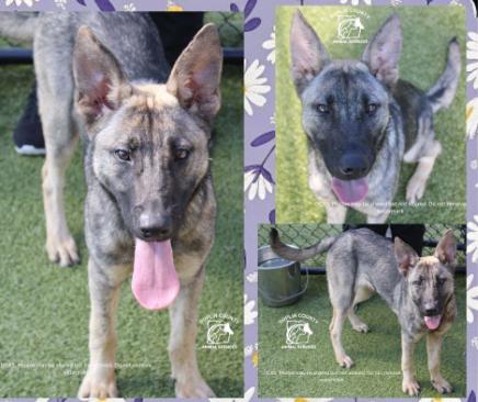 Missy, ADOPTABLE, Young Female German Shepherd Dog.