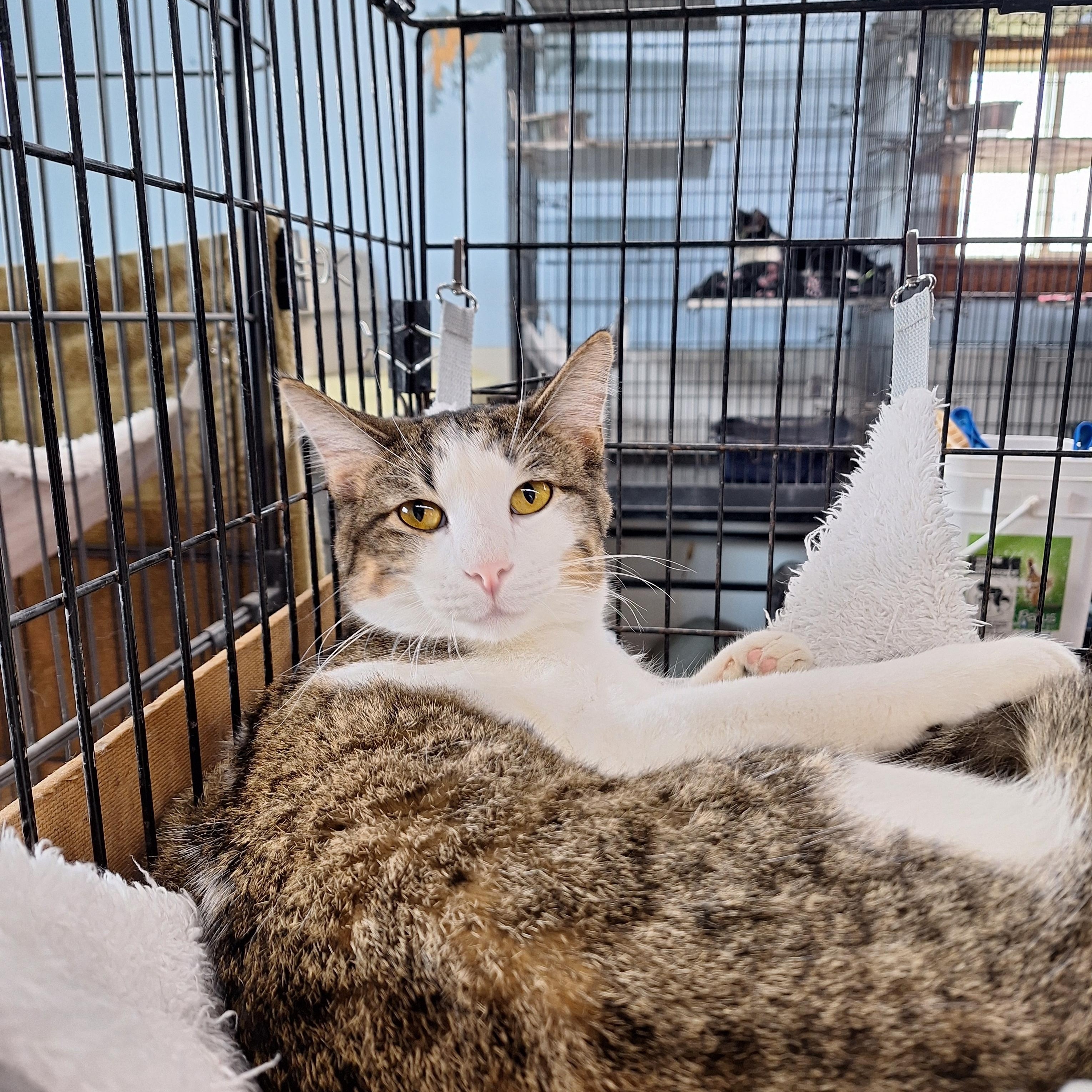 Bumble, ADOPTABLE, Young Male Domestic Short Hair.