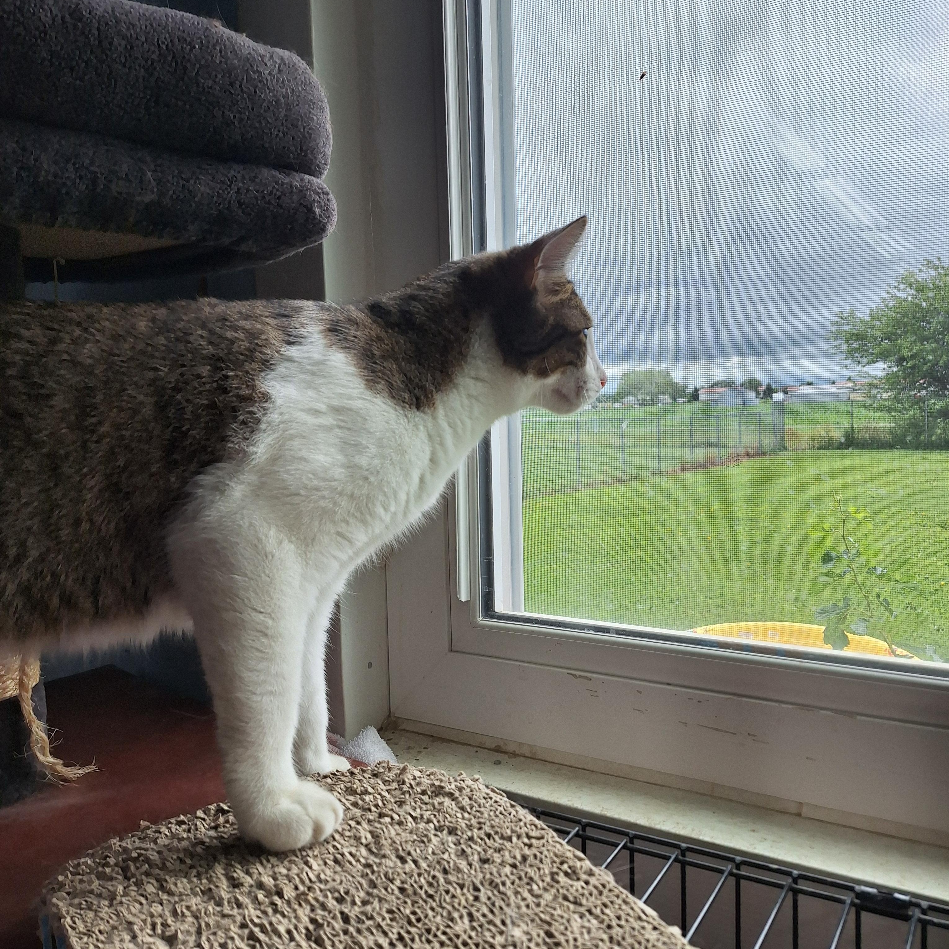 Enlarge Bumble, a ADOPTABLE Domestic Short Hair in Clarinda, IA image 5/5