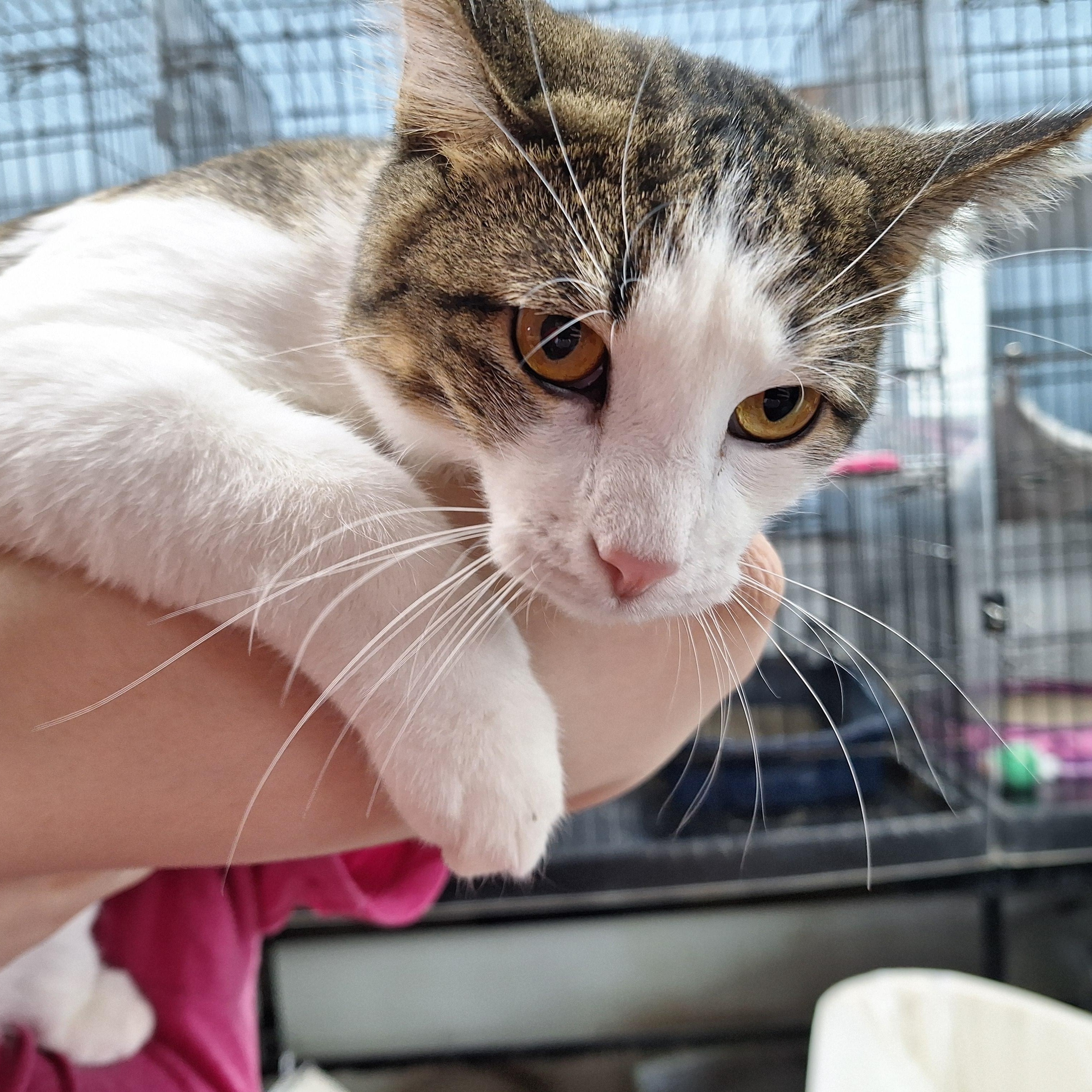Enlarge Bumble, a ADOPTABLE Domestic Short Hair in Clarinda, IA image 2/5
