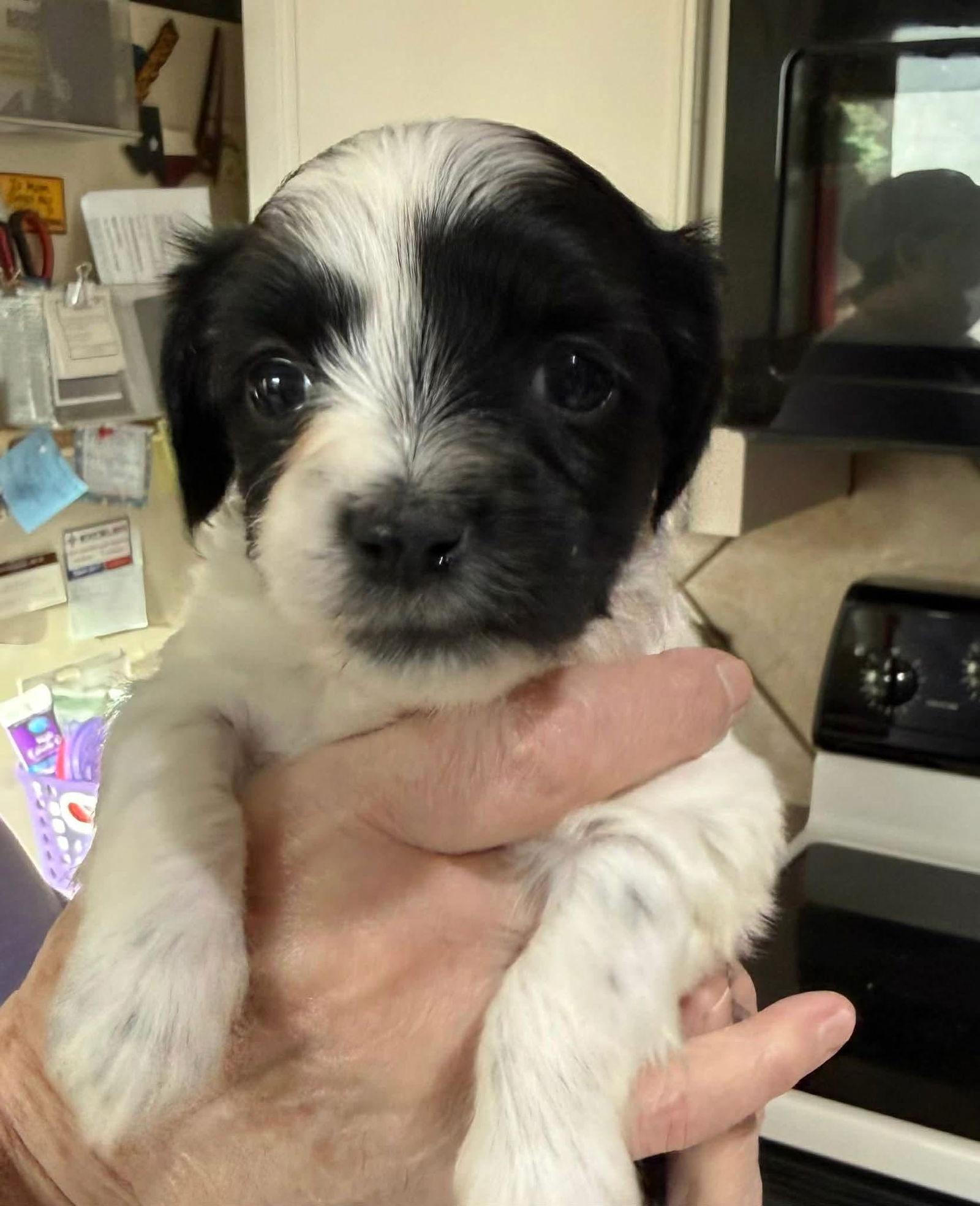 Pixie, Adopted, Puppy Female Shih Tzu.