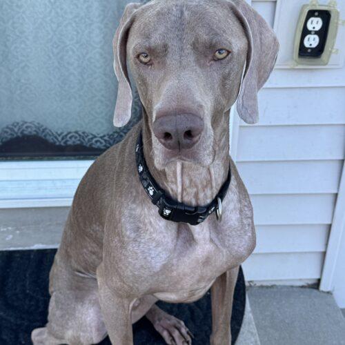 Enlarge Tucker, a Adoptable Weimaraner in Grand Rapids, MI image 2/5