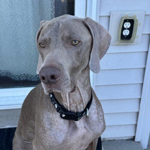 Enlarge Tucker, a Adoptable Weimaraner in Grand Rapids, MI image 3/5