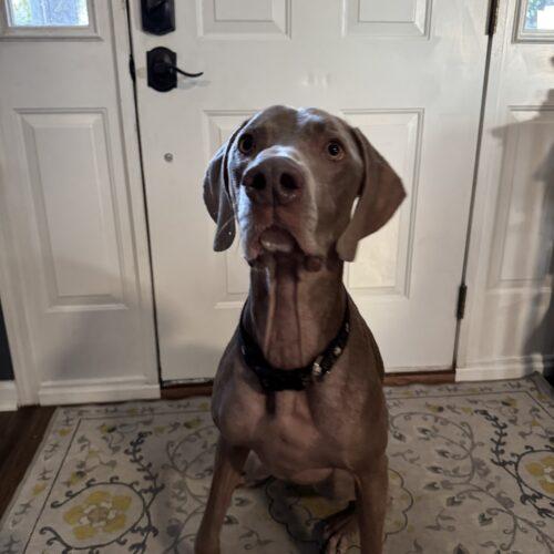 Enlarge Tucker, a Adoptable Weimaraner in Grand Rapids, MI image 4/5