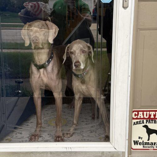 Enlarge Tucker, a Adoptable Weimaraner in Grand Rapids, MI image 5/5