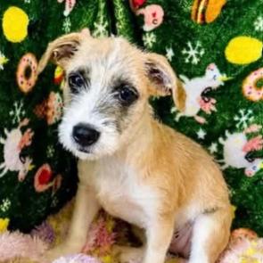Enlarge Daisy, a Adoptable mixed breed in New York, NY image 1/1