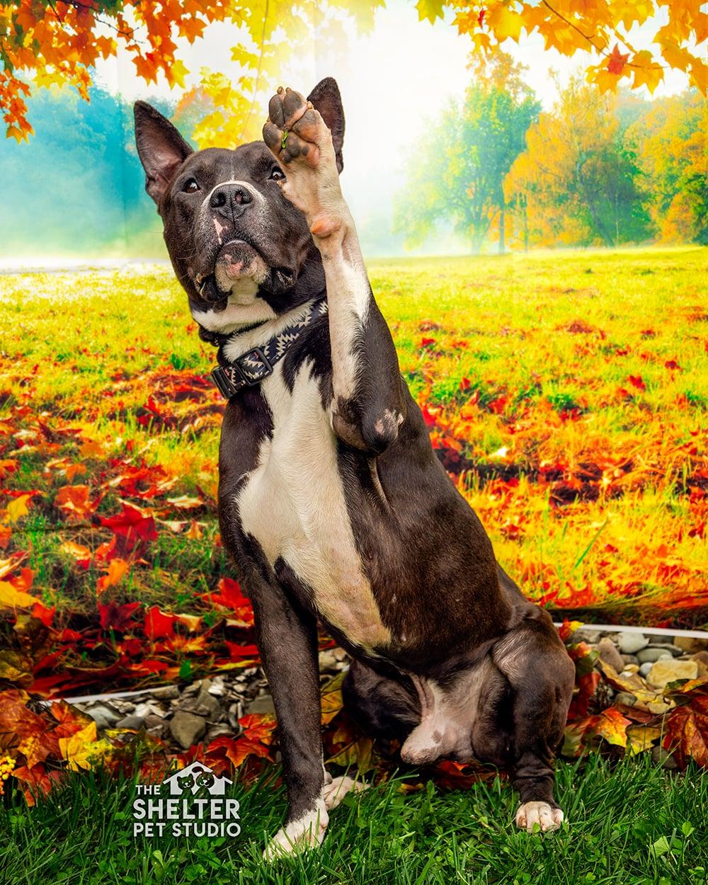 Enlarge Amherst AVAILABLE, a Adoptable mixed breed in Canton, OH image 2/6