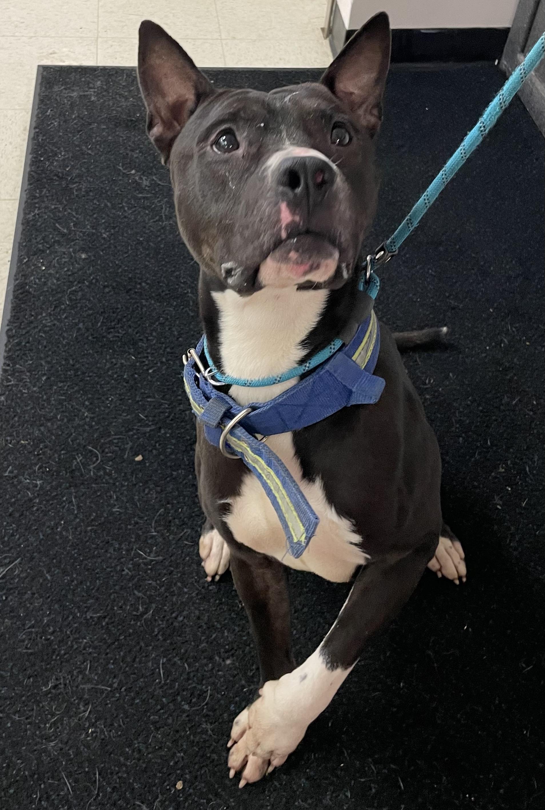 Enlarge Amherst AVAILABLE, a ADOPTABLE mixed breed in Canton, OH image 3/5